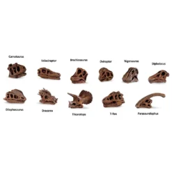 Dinosaur Skulls 48 Pieces Figure -Toys Shop safari ltd dinosaur skulls 48 pieces figure 2